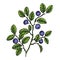 Bilberry. Branch blueberry leaves and berries. Forest painted berry, cartoon. Vector illustration