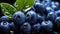 Bilberry Fruits Top-Down View Fresh Texture Healthy Living