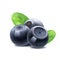 Bilberry huckleberry, whortleberry or blueberry