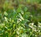 Bilberry leaves are covered with dew drops.