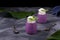 Bilberry mousse topped with whipped cream and mint