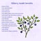 Bilberry ripe. Vector illustration