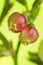 Bilberry (Vaccinium myrtillus) flowers