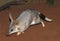 BILBY macrotis lagotis, AUSTRALIA