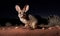 Bilby on vast sandy Australian landscape illuminated by the moonlight. Its distinctive long ears are used to locate insects and