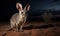 Bilby on vast sandy Australian landscape illuminated by the moonlight. Its distinctive long ears are used to locate insects and