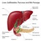 Bile passges, textbook accuracy,labeled version