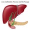 Bile passges, textbook accuracy, non-labeled v.