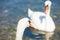 Bilice, Sibenik-Knin, Croatia - A swan cob looking at a swan pen