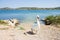 Bilice, Sibenik-Knin, Croatia - A white swan walking upwards the beach