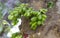 Bilimbi, cucumber tree family Oxalidaceae on Cuba, Soroa Garden