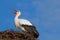 A bill-clattering stork (ciconia ciconia)