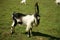 Bill goat on the pasture