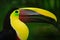 Bill toucan portrait. Beautiful bird with big beak. Toucan. Big beak bird Chesnut-mandibled sitting on the branch in tropical rain