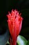 Billbergia pyramidalis aka Flaming torch flower with dark background