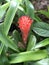 Billbergia pyramidalis flower.