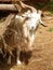 Billy goat