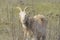 Billy goat in a pasture