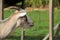 Billy goat in petting zoo enclosure