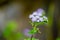 Billy goat weed with blurred background.