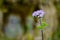 Billy goat weed with blurred background.