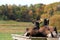 Billy goats on wood bed,overlooking pumpkin patch