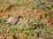 Bimaculated Lark, Bergkalanderleeuwerik, Melanocorypha bimaculata