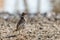 Bimaculated Lark perched on ground