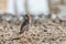 Bimaculated Lark perched on ground