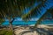 Bimini Island Palms