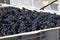 Bin of harvested Zinfandel wine grapes