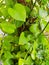 Binahong or Anredera cordifolia is herbal plant. In English is Madeira vine leaf. Good for blood circulation and endurance