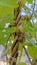 Binahong tuber, piahong Anredera cordifolia Heartleaf maderavine madevine close