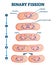 Binary fission process, vector illustration diagram