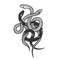 Binded snakes sketch engraving vector