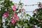 Bindweed and barbed wire