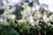 Bindweed blooms next to echinocystis lobata or wild cucumber, balsam-apple.