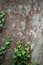 Bindweed climbing up on plane-tree