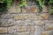 Bindweed climbing up stone wall