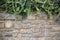 Bindweed climbing up stone wall