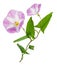 Bindweed (Convolvulus arvensis) pink flower