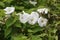 Bindweed Convolvulus arvensis a white flower