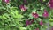 bindweed plant with beautiful burgundy color flowers. cloudy day. close up