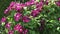 bindweed plant with beautiful burgundy color flowers. cloudy day. close up.