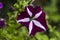 Bindweed in summer in the garden