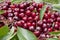 Bing cherry