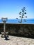 Binocular, outstanding tree, blue sea, Corniglia