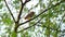 Binocular vision bird of Owl sitting on the tree. Beautiful bird mid in the branches of Acacia tree