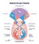 Binocular vision type with anatomical visual cortex pathway outline diagram