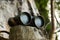 Binoculars placed on a stump surrounded by a forest
